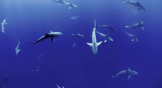 sharks