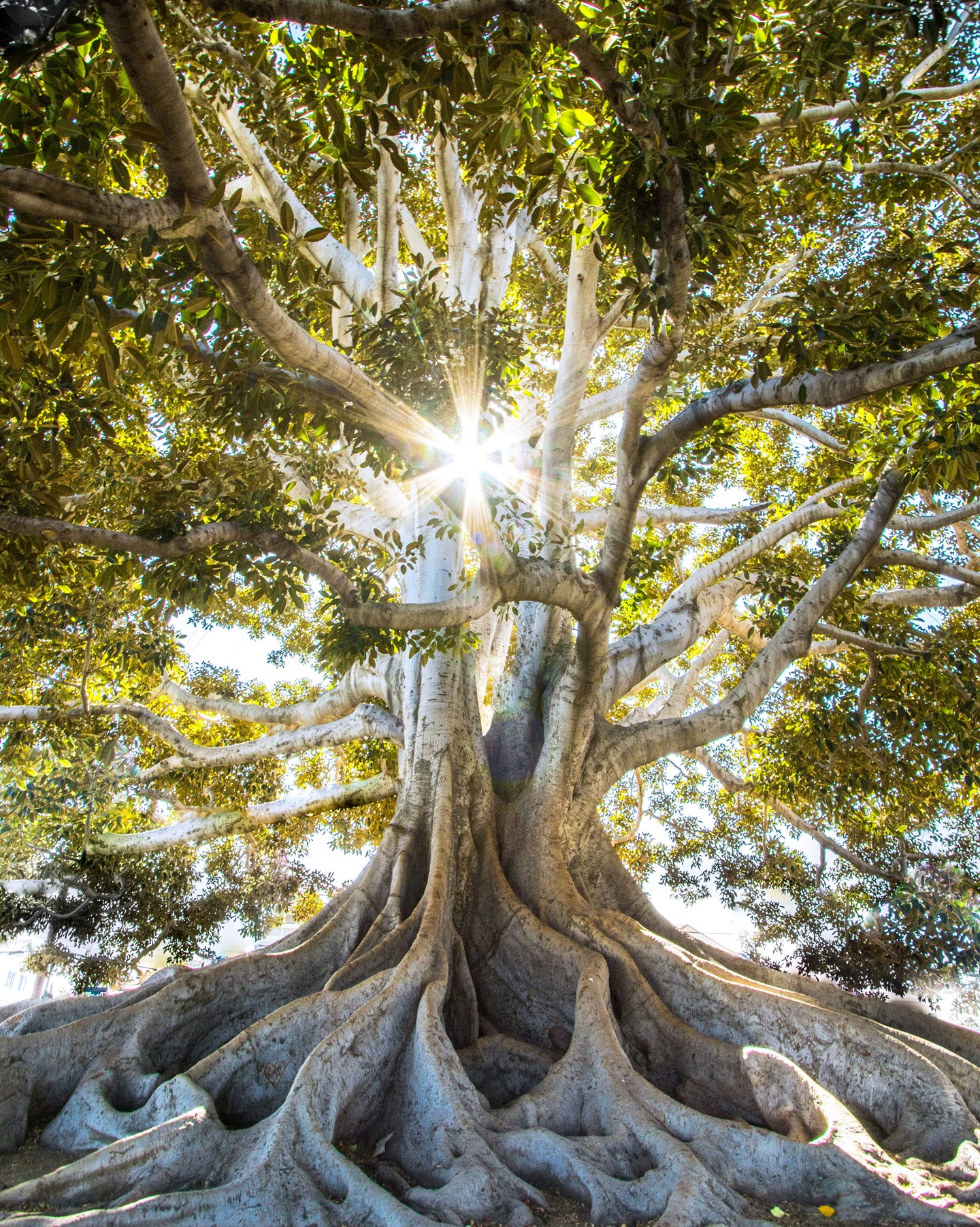 Roots Growth
